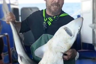 Ağa takılan köpekbalığı denize bırakıldı