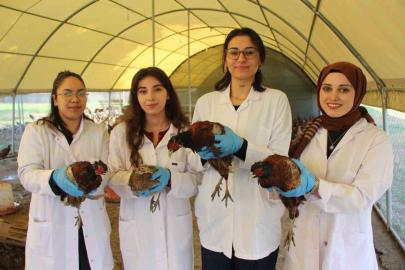 Amasya’da üniversiteliler sülün yetiştiriyor