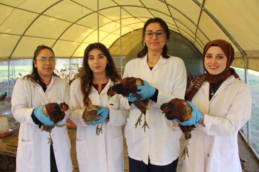 Amasya’da üniversiteliler sülün yetiştiriyor