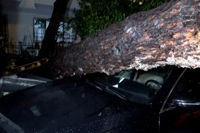 Antalya’da yağmur ve şiddetli rüzgar 10 metrelik ağaç devrildi: iki araç ve bina zarar gördü