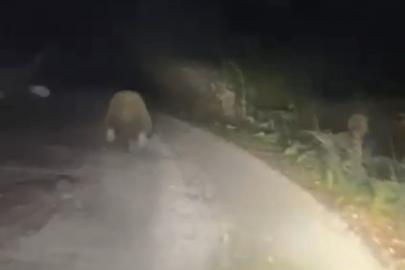 Aracın ışıklarından korkan ayı böyle kaçtı