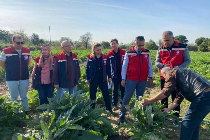 Aydın’da enginar üretimi yükselişte