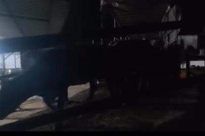 Aydın’da pasaportsuz hayvan sevkiyatına 1,2 milyon TL ceza