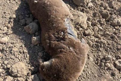 Batman’da koruma altındaki su samuru telef olmuş halde bulundu