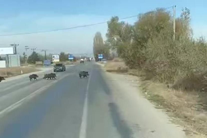 Beyşehir’de kara yoluna çıkan yaban domuzu sürüsü böyle görüntülendi