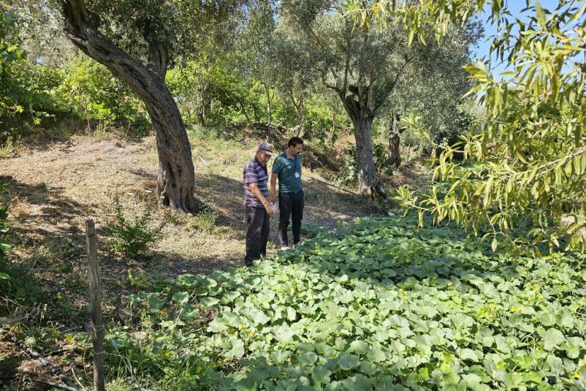 Bodrum’da zeytin hasadı başladı