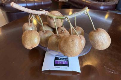 Çarşamba’da 180 gramlık kivi tescillendi