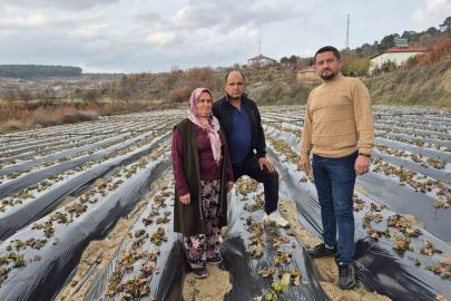 Çilek üreticilerinin tarlada hummalı çalışması devam ediyor