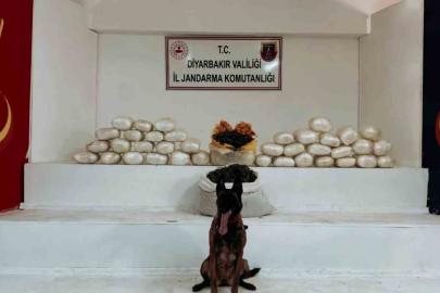 Diyarbakır’da 470 kilo skunk ve 85 kilo esrar ele geçirildi