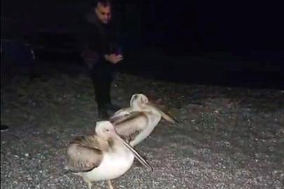 Dünyaca ünlü sahilde pelikan şaşkınlığı