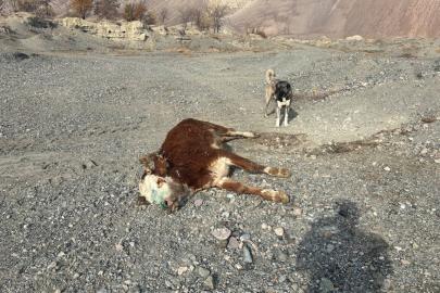 Erzincan’da tehlikeli sorumsuzluk: Şaplı hayvanlar meraya atıldı