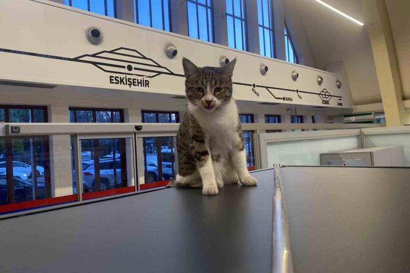 Eskişehir Tren İstasyonu’nun müdavim kedileri