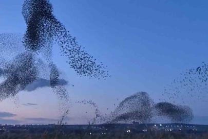 Gökyüzünde terapi etkisi: Sığırcıklardan muhteşem dans