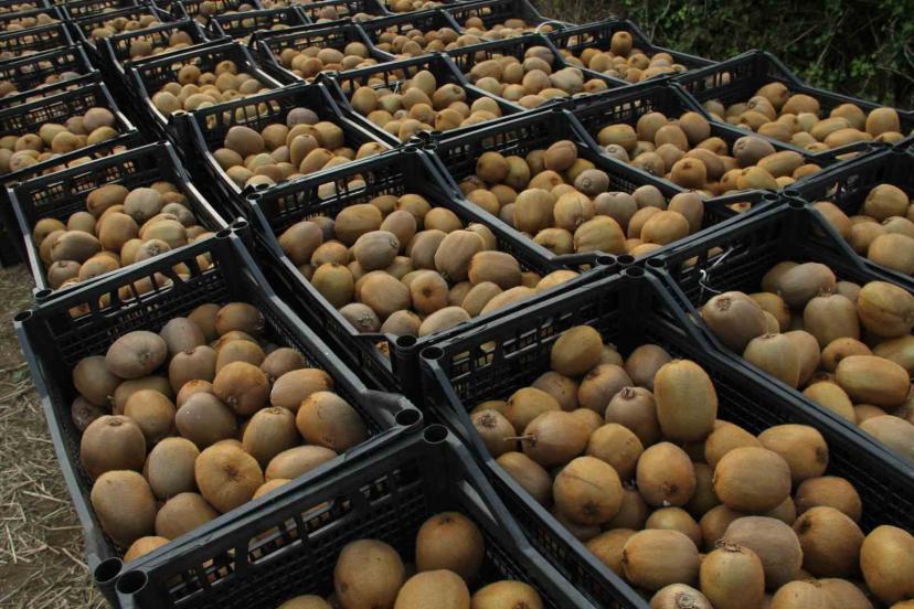 Kivide 13 bin 800 ton hasat