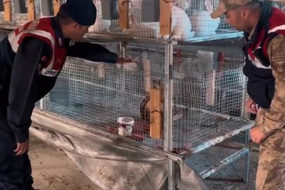 Kızıl şahin emin ellerde