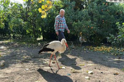 Kümeste tavuklarla birlikte yaşayan leylek, balıkla besleniyor