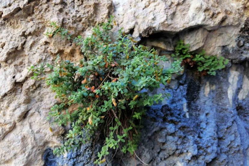 Malatya’ya özgü endemik bitki, sarı kantarondan daha etkili bulundu