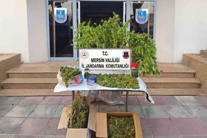 Mersin’de kenevir ekip uyuşturucu üreten şüpheli tutuklandı