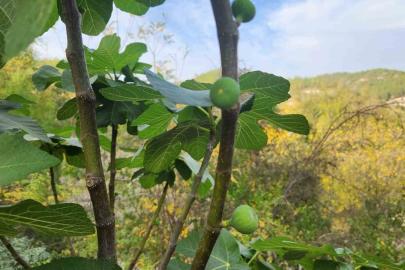 Mevsimi şaşıran incir ağaçları meyve verdi