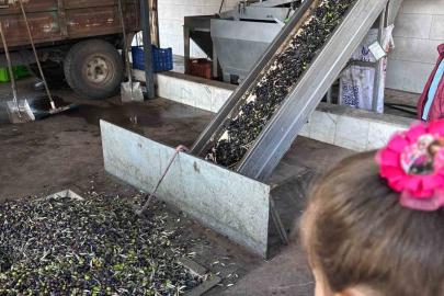 Minikler zeytinin ağaçtan sofraya uzanan serüvenini uygulamalı öğrendi