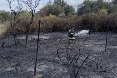 Muğla’da üzüm bağları alevlere teslim oldu