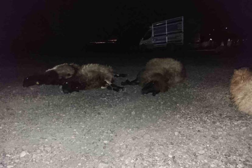 Otomobil sürüye çarptı, 8 koyun telef oldu