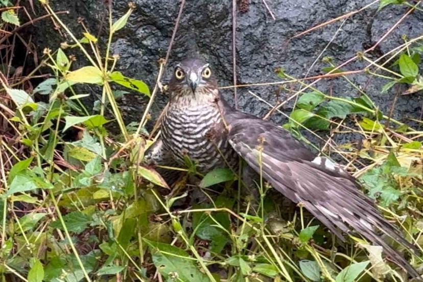 Rize’de atmacalar bıldırcın avında yarıştı