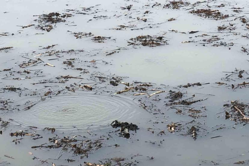 Sapanca Gölü’nden sonra bir korkutan görüntü de Efteni Gölü’nde oluştu