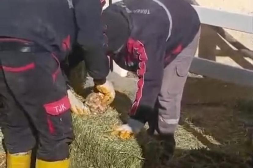 TJK Şanlıurfa Hara ve Aşım İstasyonu’nda skandal görüntüler