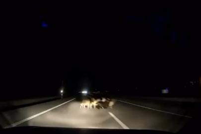 Tokat’ta otomobil sürüye çarptı: 12 koyun telef oldu