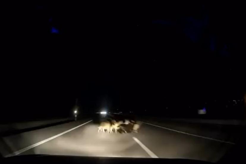 Tokat’ta otomobil sürüye çarptı: 12 koyun telef oldu