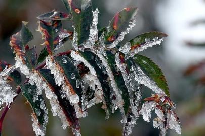 Üreticilere toplam 22 milyar 946 milyon lira zirai don desteği