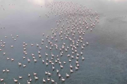 Urmiye Gölü kuruyunca flamingolar Van’a akın etti