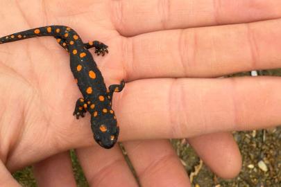 Van’da nadir rastlanan benekli semender görüldü