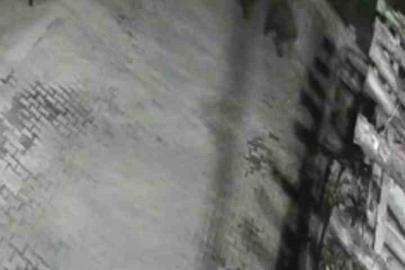 Yerleşim alanına inen ayılar köy sakininden korkup kaçtı