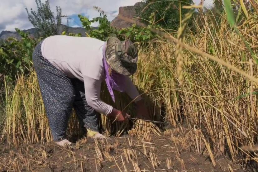 Yusufeli’nde pirinç hasadı başladı: Dağların arasında bereketli topraklar