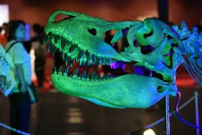 70 milyon yıllık kayıp dinozor evine dönüyor