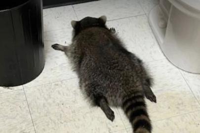 ABD'de "sarhoş rakunun" sırrı çözüldü