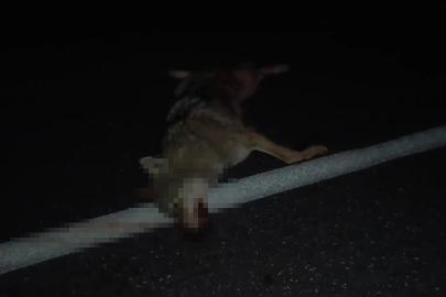 Adilcevaz’da araçların çarptığı kurt telef oldu