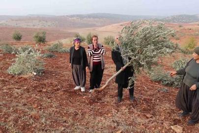 Adıyaman’da 10 bin ağaç kırılarak yok edildi