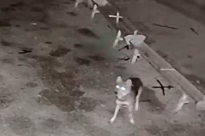 Ağıla giren kurt, 2 koyunu telef etti