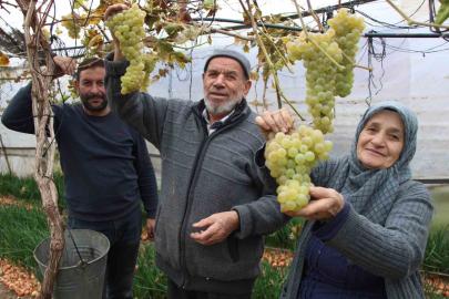 Amasyalı Feruziye nine serada kışın üzüm yetiştirip satıyor