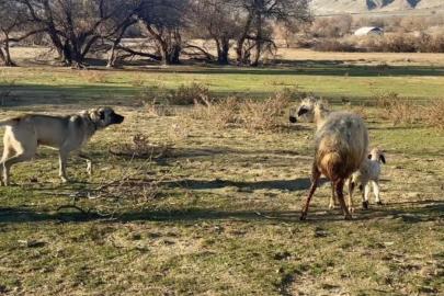 Anne koyun kuzusunu korumak için köpeğe karşı siper oldu