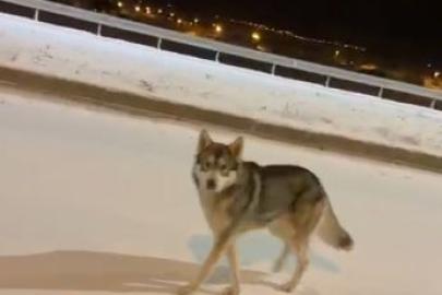 Ardahan’da şehre inen kurt görüntülendi