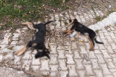 Art arda yaşanan köpek ölümleri sonrası muhtardan Yalvaç Belediyesi’ne tepki