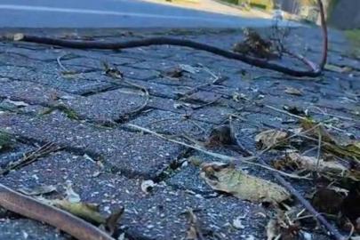 Artvin’in ardından Trabzon’da da yılanlar kış uykusuna yatmadı