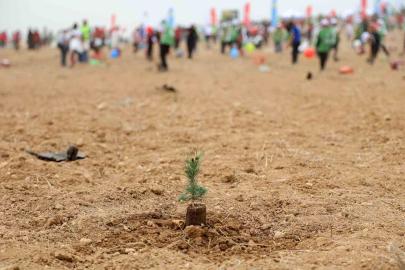 ATÜ yeşil kampüs olma yolunda ilerliyor: Dikilen fidan sayısı 22 bin 500’ü buldu