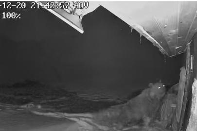 Ayılar kış uykusu nedir bilmiyor, yayla evlerine saldırıları sürüyor