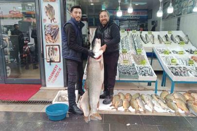 Batman’da dev turna balığı ilgi odağı oldu