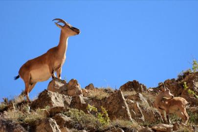 Bitlis'te yaban keçisi avlayan kişiye 966 bin lira ceza